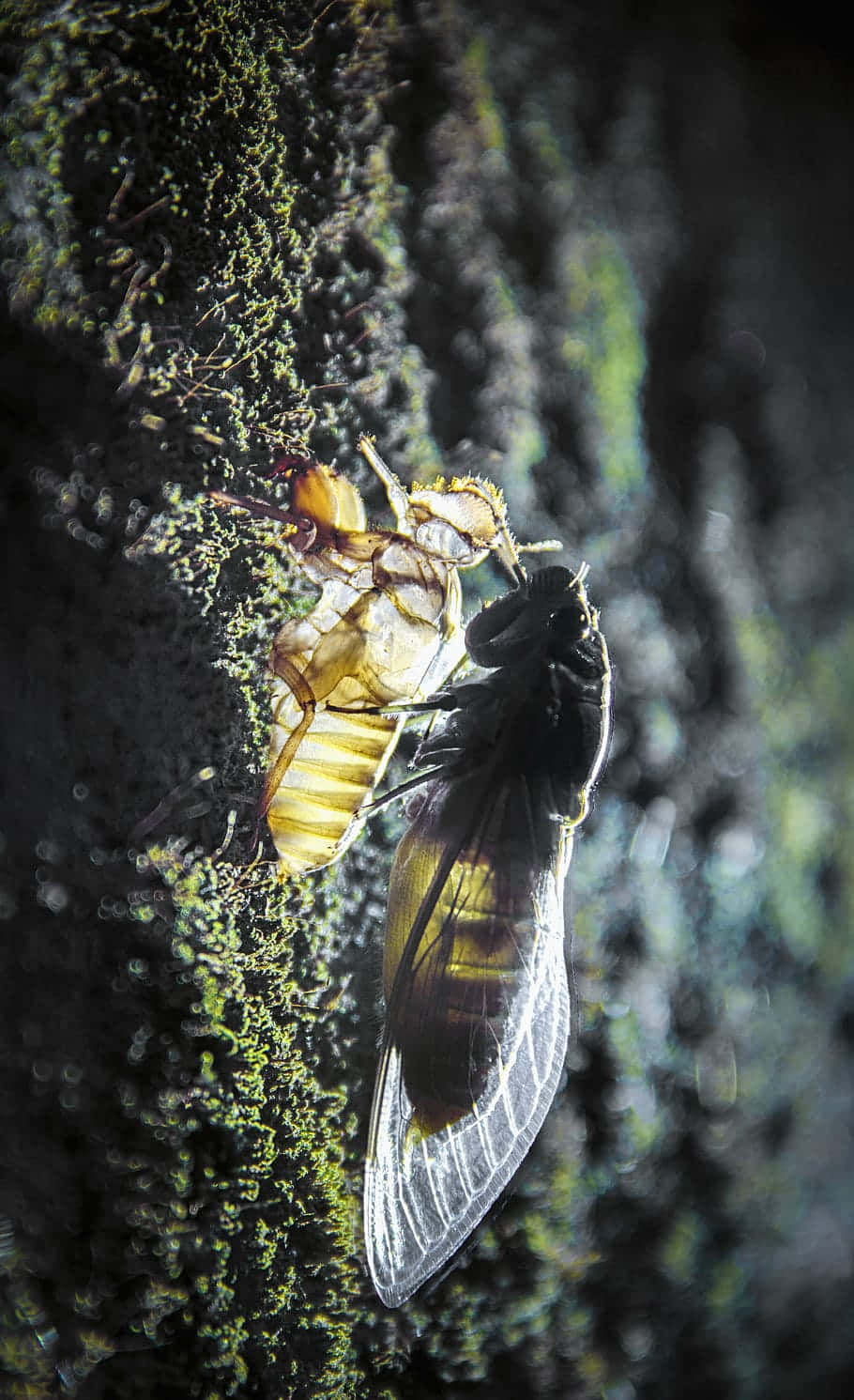 Cicada Emergence Process Wallpaper