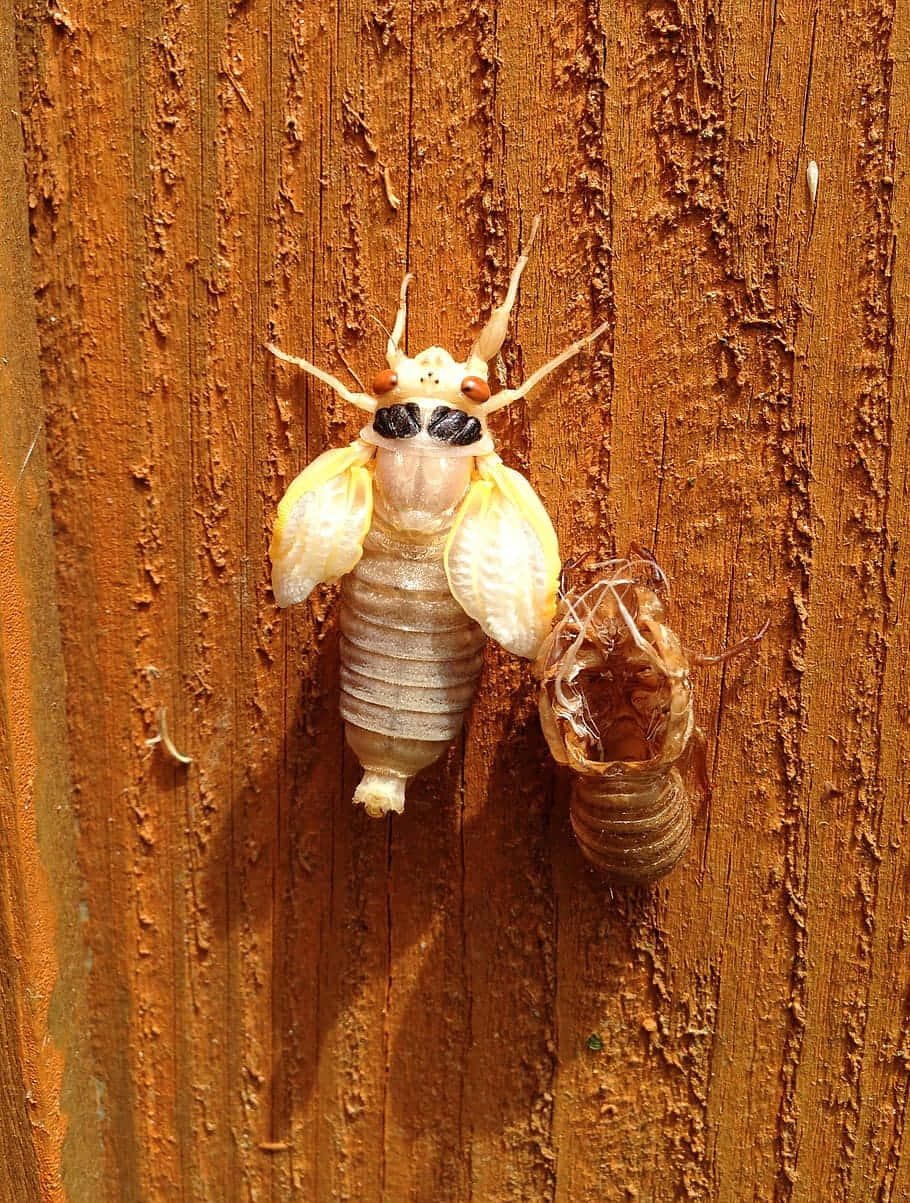 Cicada Emerging From Exoskeleton Wallpaper