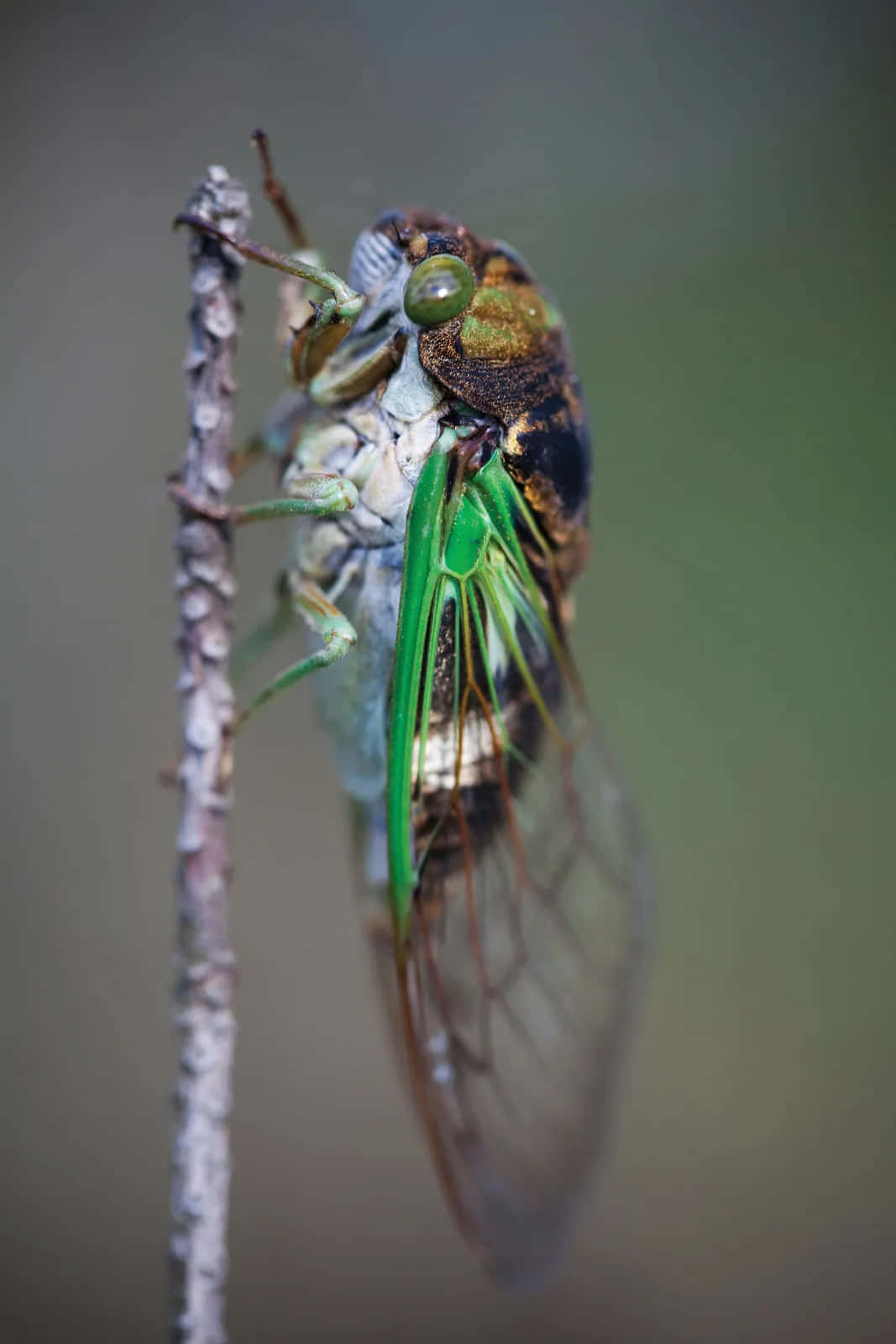 Cicada Emerging From Exoskeleton Wallpaper