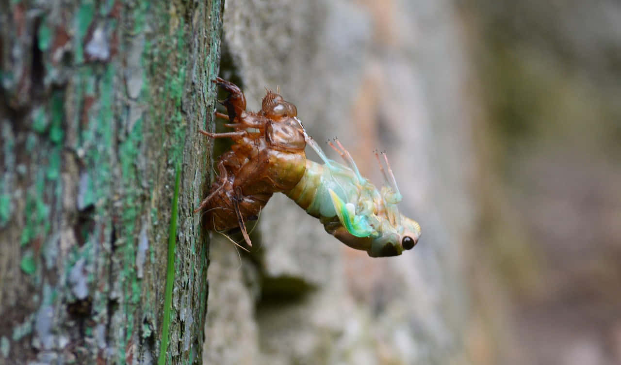 Cicada Emerging From Exoskeleton Wallpaper