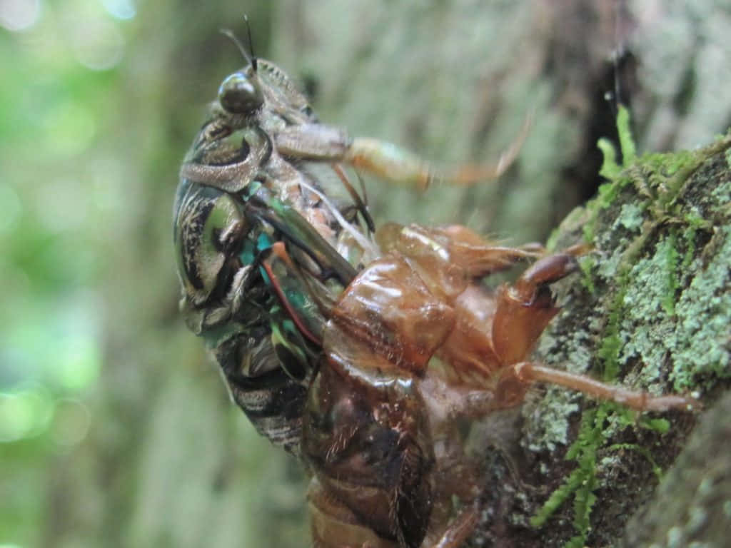 Cicada Emerging From Exoskeleton Wallpaper