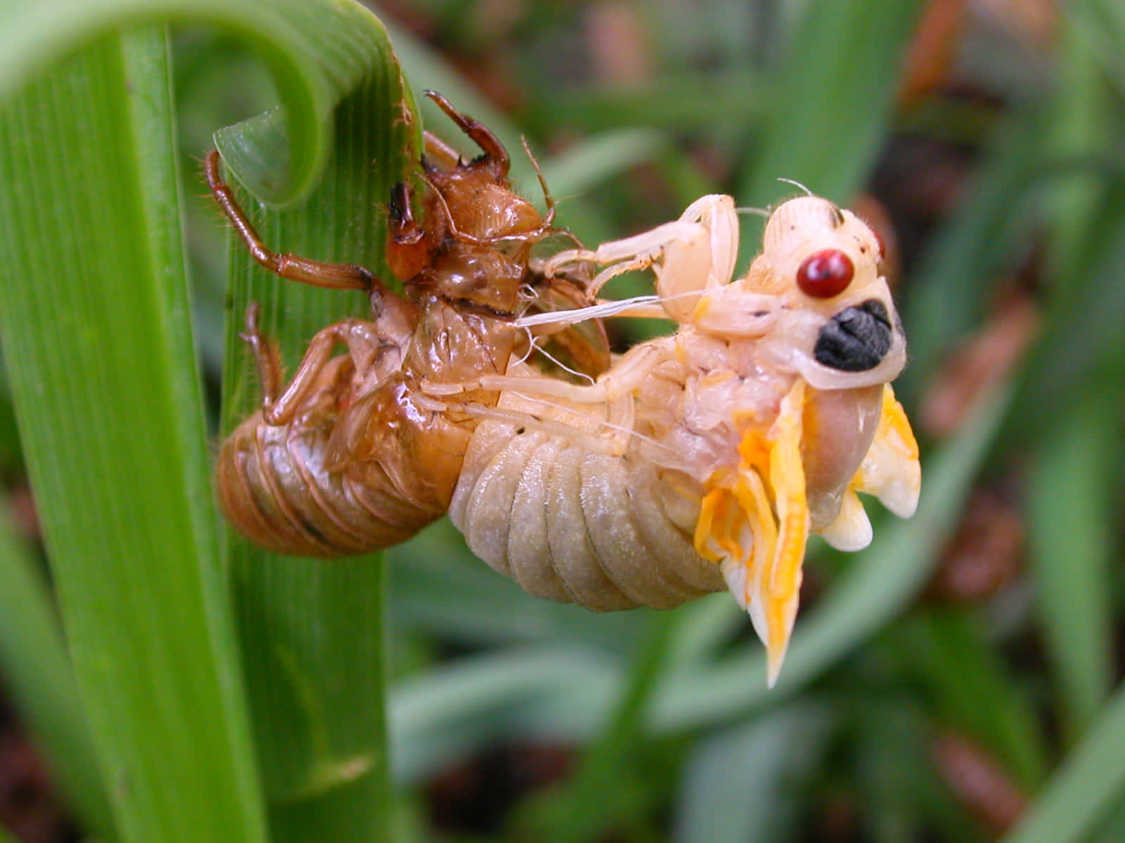 Cicada_ Emerging_ From_ Exoskeleton.jpg Wallpaper