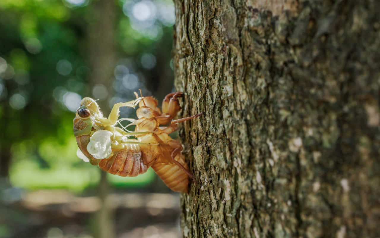 Cicada Emerging From Exoskeleton Wallpaper