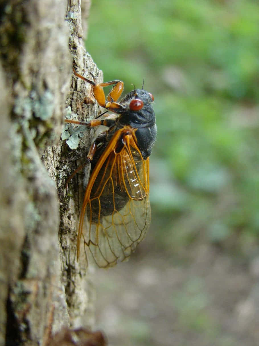 Cicada Emerging From Exoskeleton Wallpaper