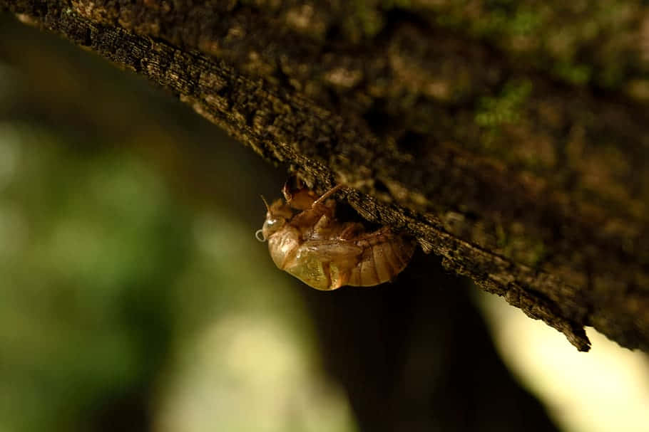 Cicada_ Exuviae_ On_ Tree_ Bark Wallpaper