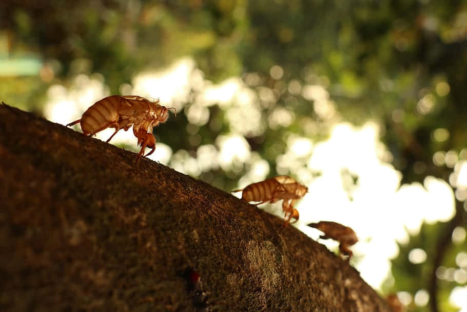 Cicada_ Exuviae_ On_ Tree_ Bark Wallpaper