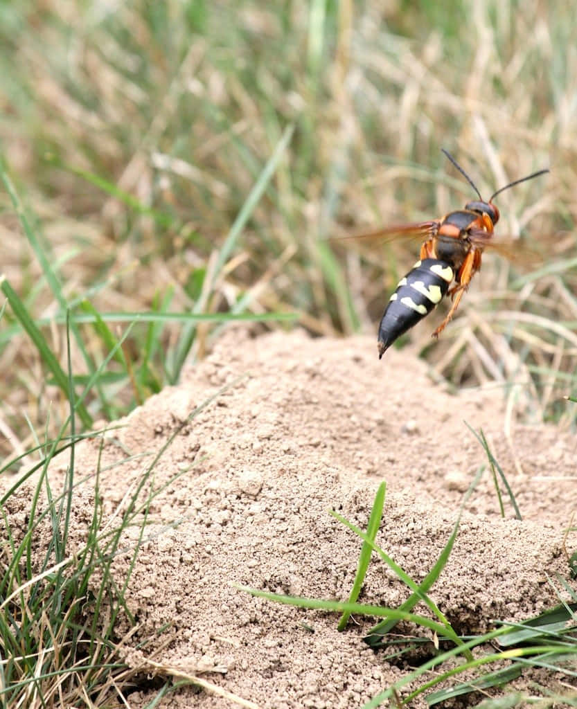 Cicada_ Killer_ Wasp_ In_ Flight Wallpaper