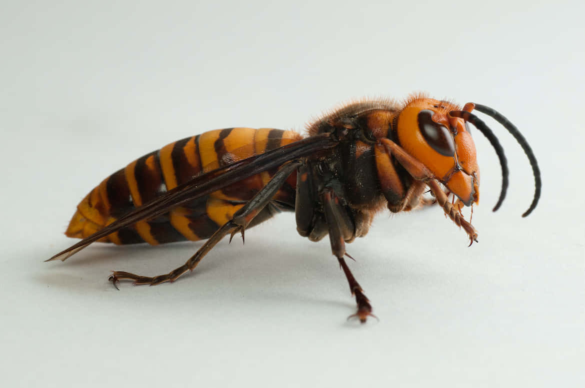 Cicada Killer Wasp Side View Wallpaper