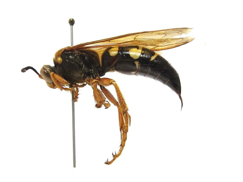 Cicada Killer Wasp Specimen Wallpaper