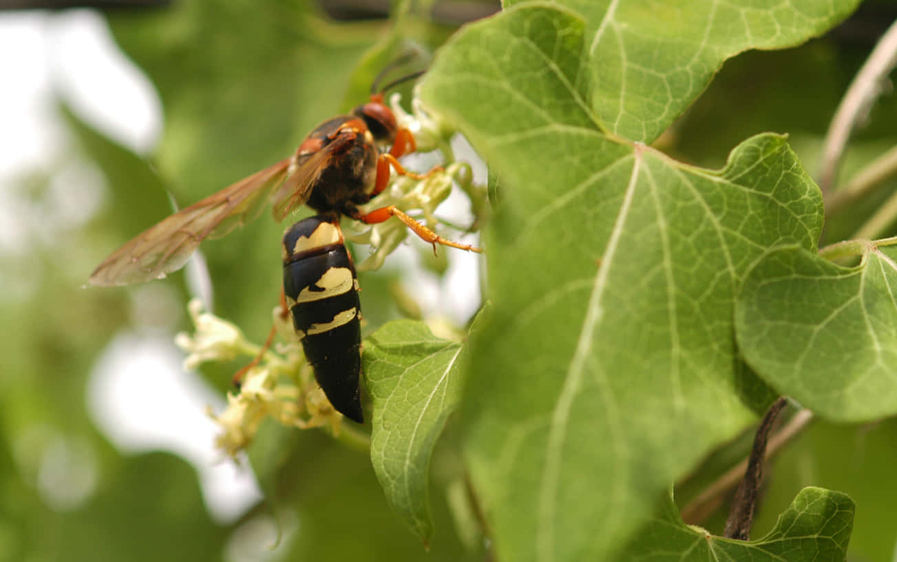 Cicada Killer Waspon Leaf Wallpaper