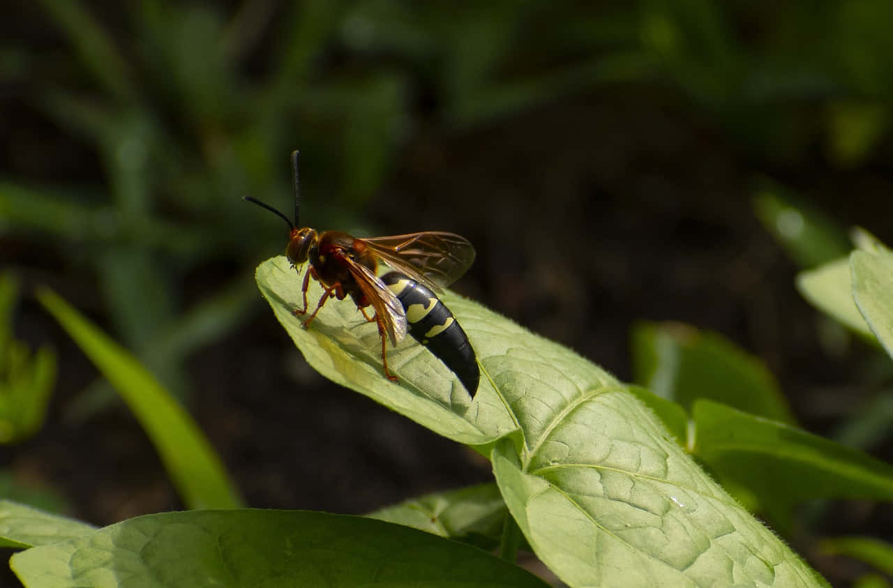 Cicada Killer Waspon Leaf Wallpaper