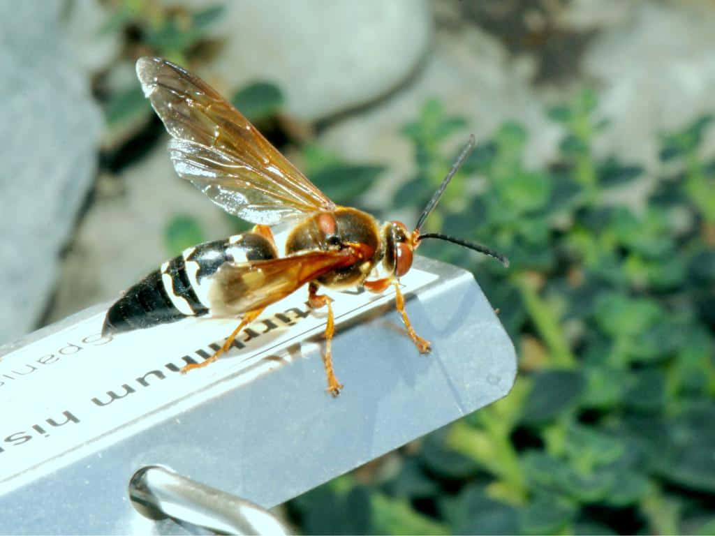 Cicada Killer Waspon Object Wallpaper