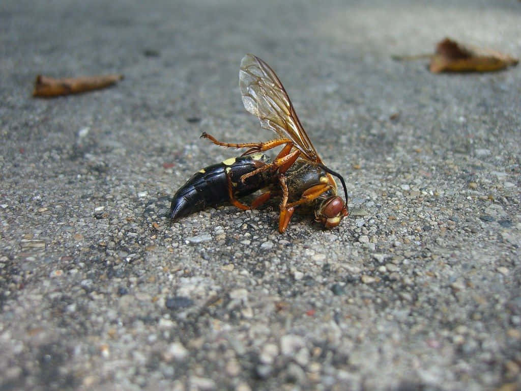 Cicada Killer Waspon Pavement Wallpaper