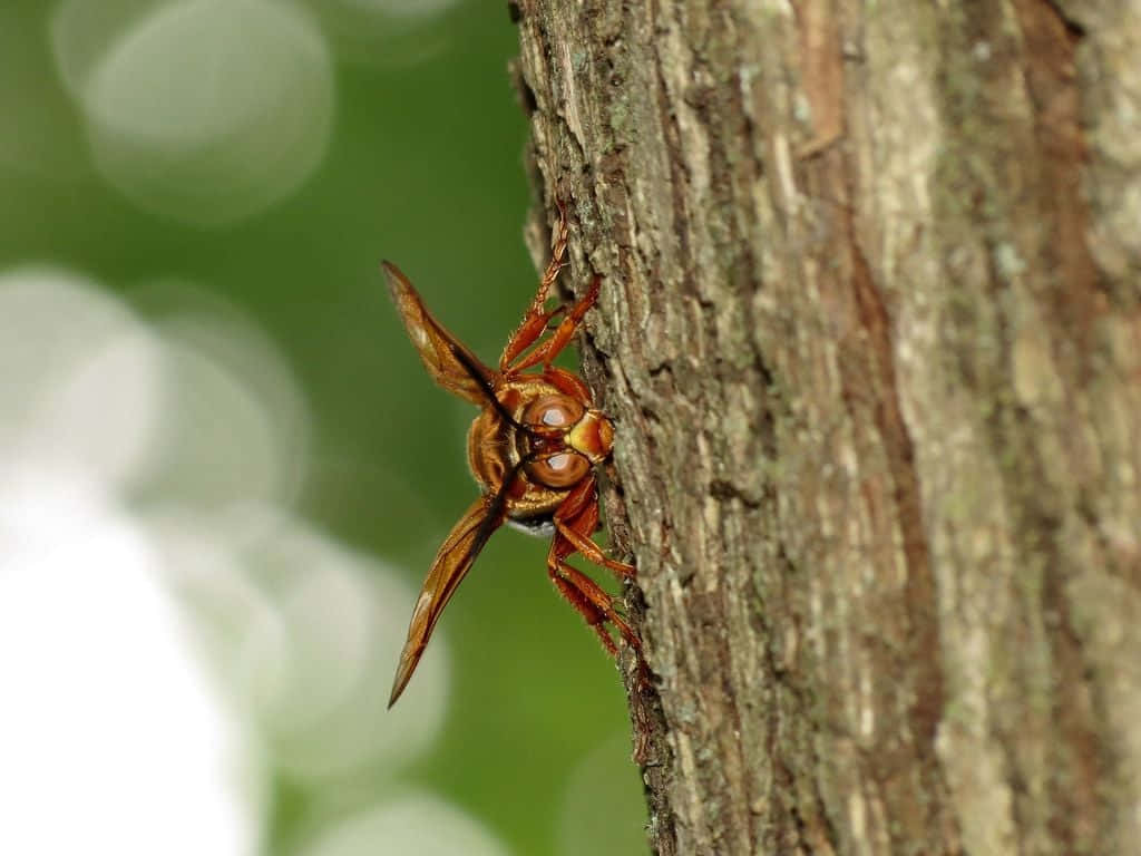 Cicada Killer Waspon Tree Wallpaper