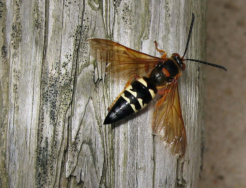 Cicada Killer Waspon Wooden Surface Wallpaper