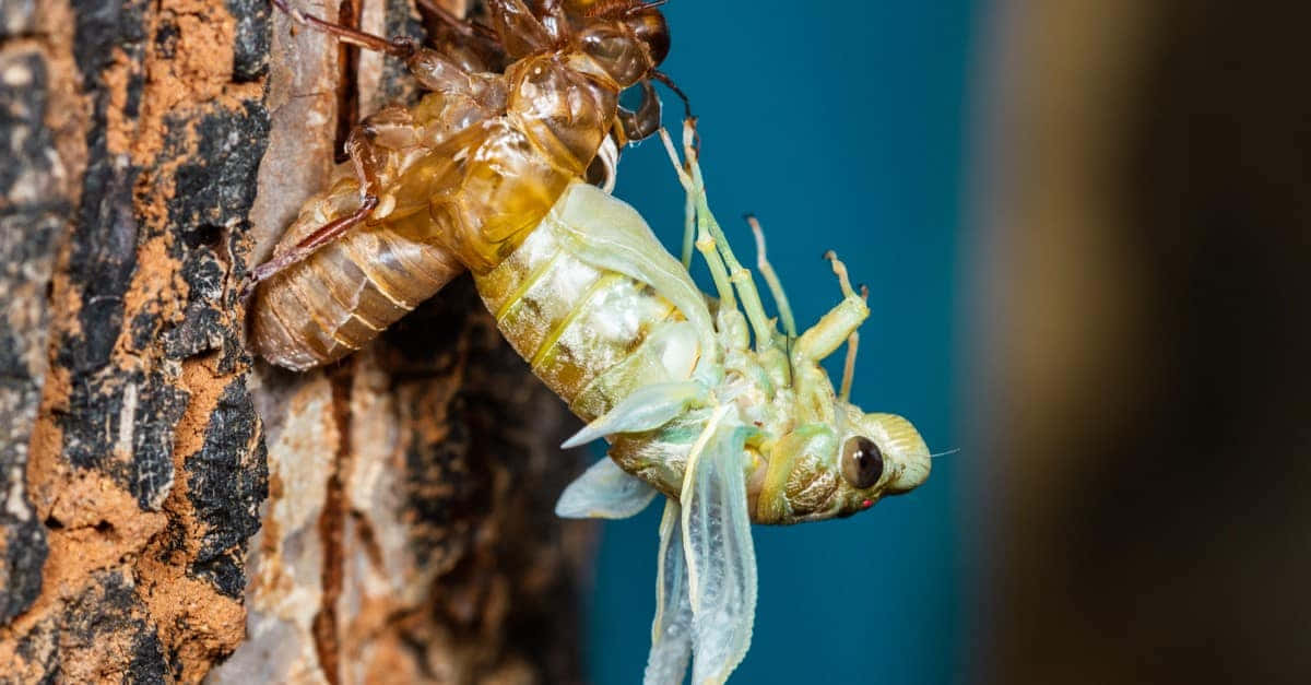 Cicada Molting Process Wallpaper