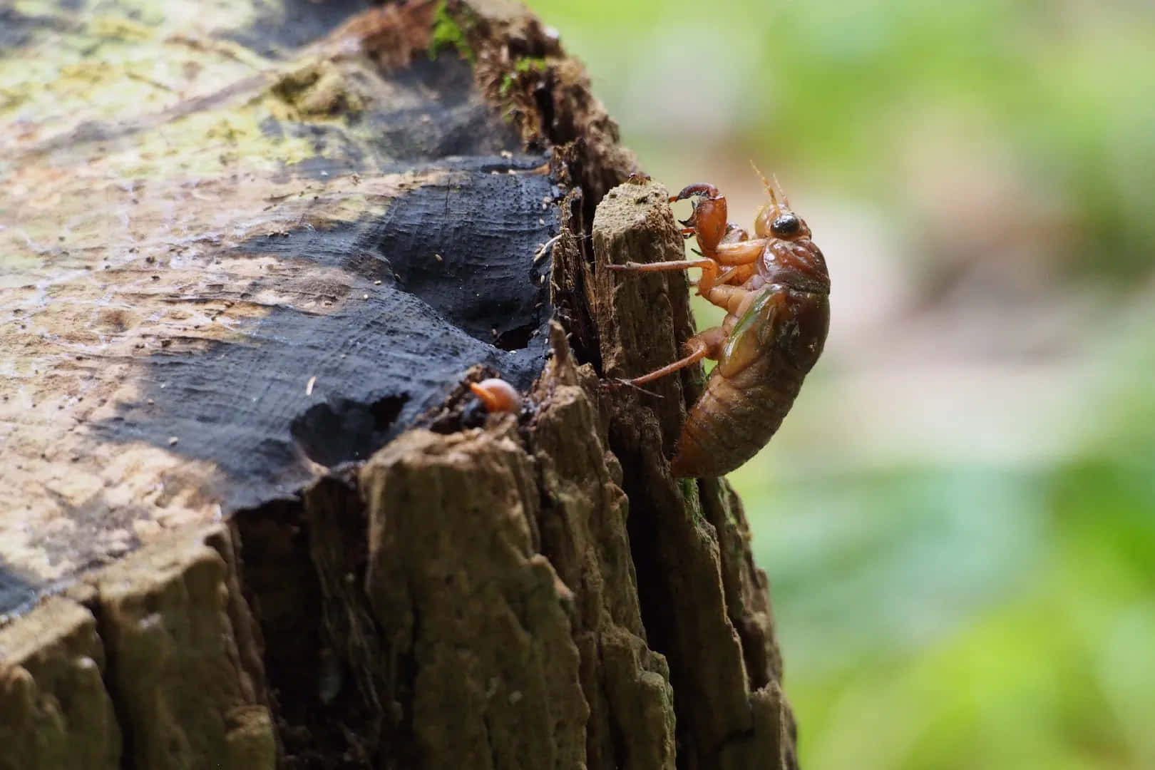 Cicada Nymph Emerging.jpg Wallpaper