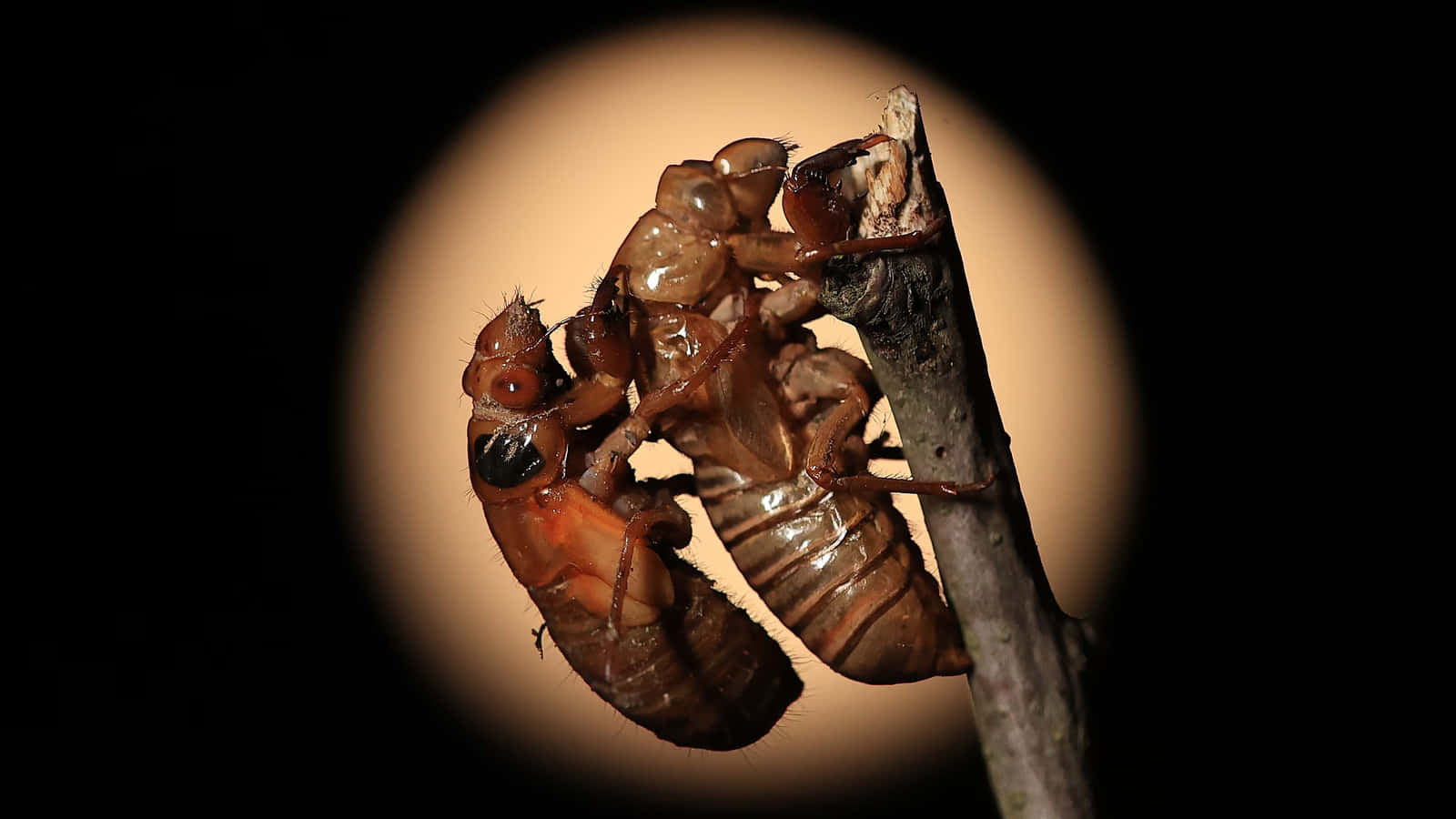 Cicada Nymph Exoskeleton Wallpaper