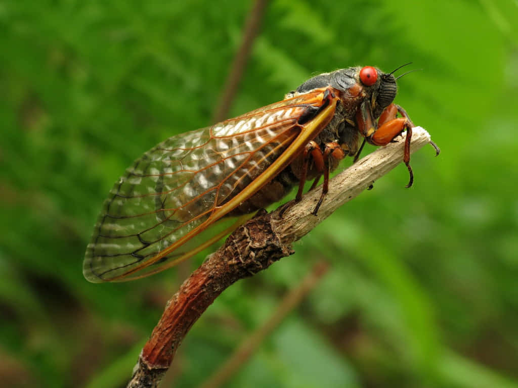 Cicada Perchedon Twig Wallpaper