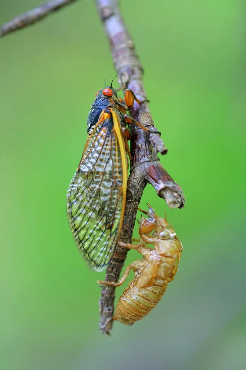 Cicada Post Molting Process Wallpaper