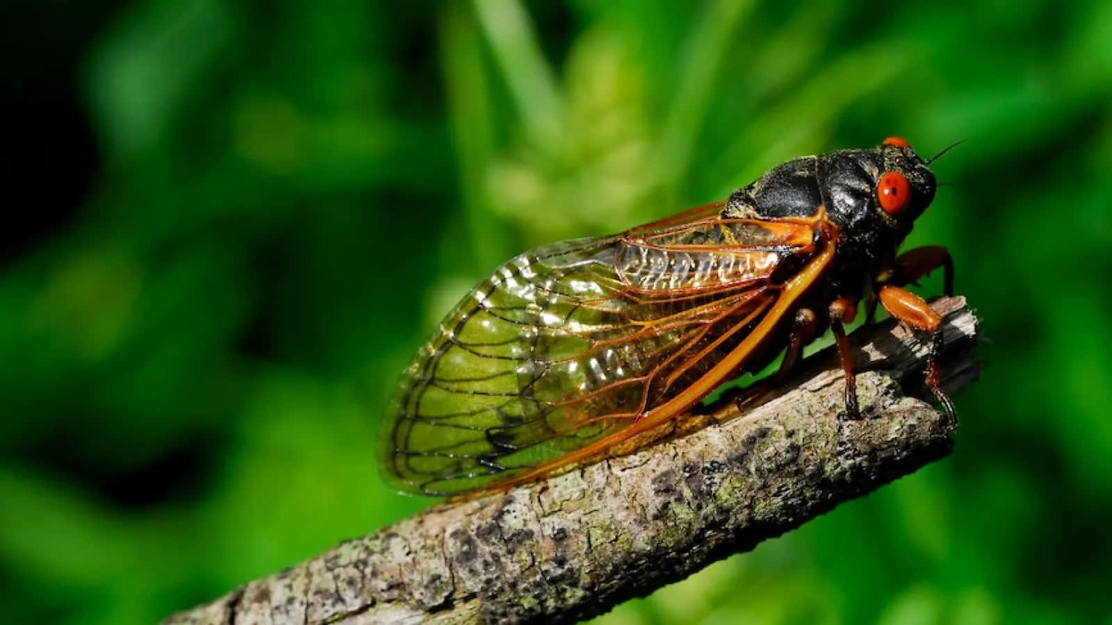 Cicada Restingon Branch.jpg Wallpaper