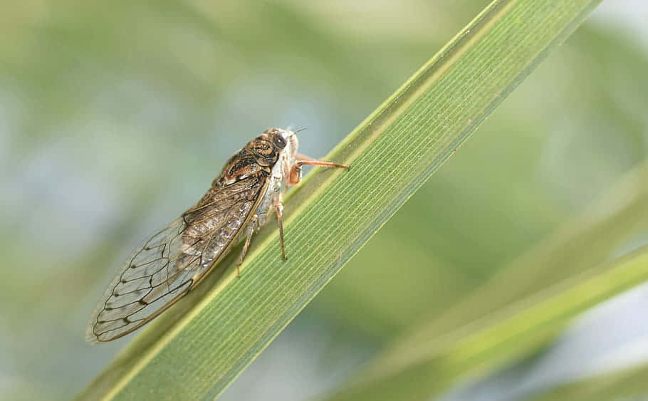 Cicadaon Green Leaf.jpg Wallpaper