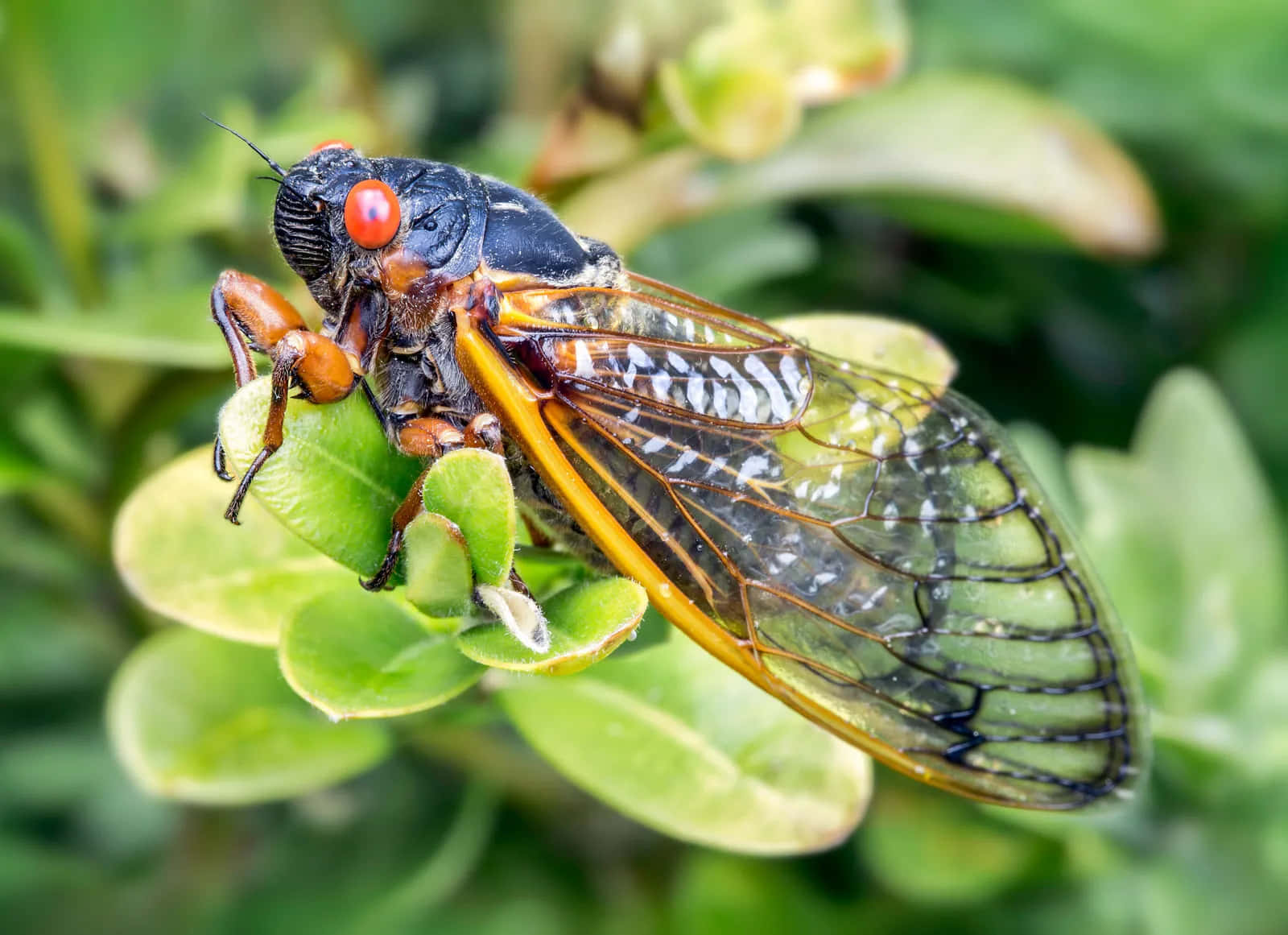 Cicadaon Green Leaves.jpg Wallpaper