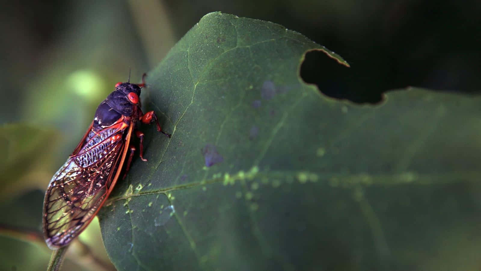 Cicadaon Leaf.jpg Wallpaper