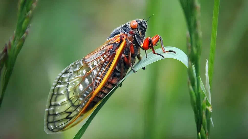 Cicadaon Leaf.jpg Wallpaper