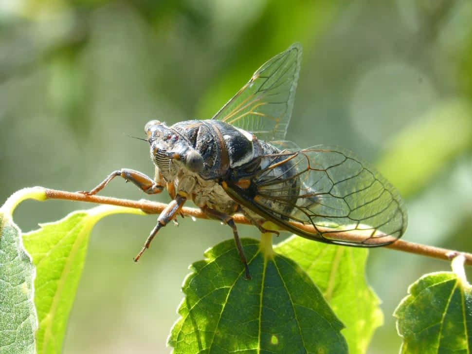 Cicadaon Leaf Wallpaper