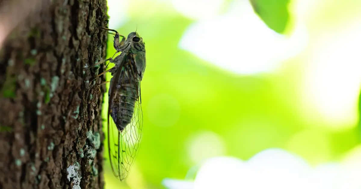 Cicadaon Tree Bark Wallpaper