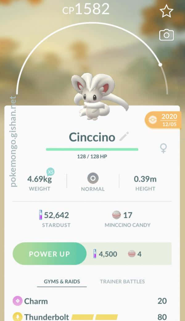 Cinccino Stats In Pokemon Go Wallpaper