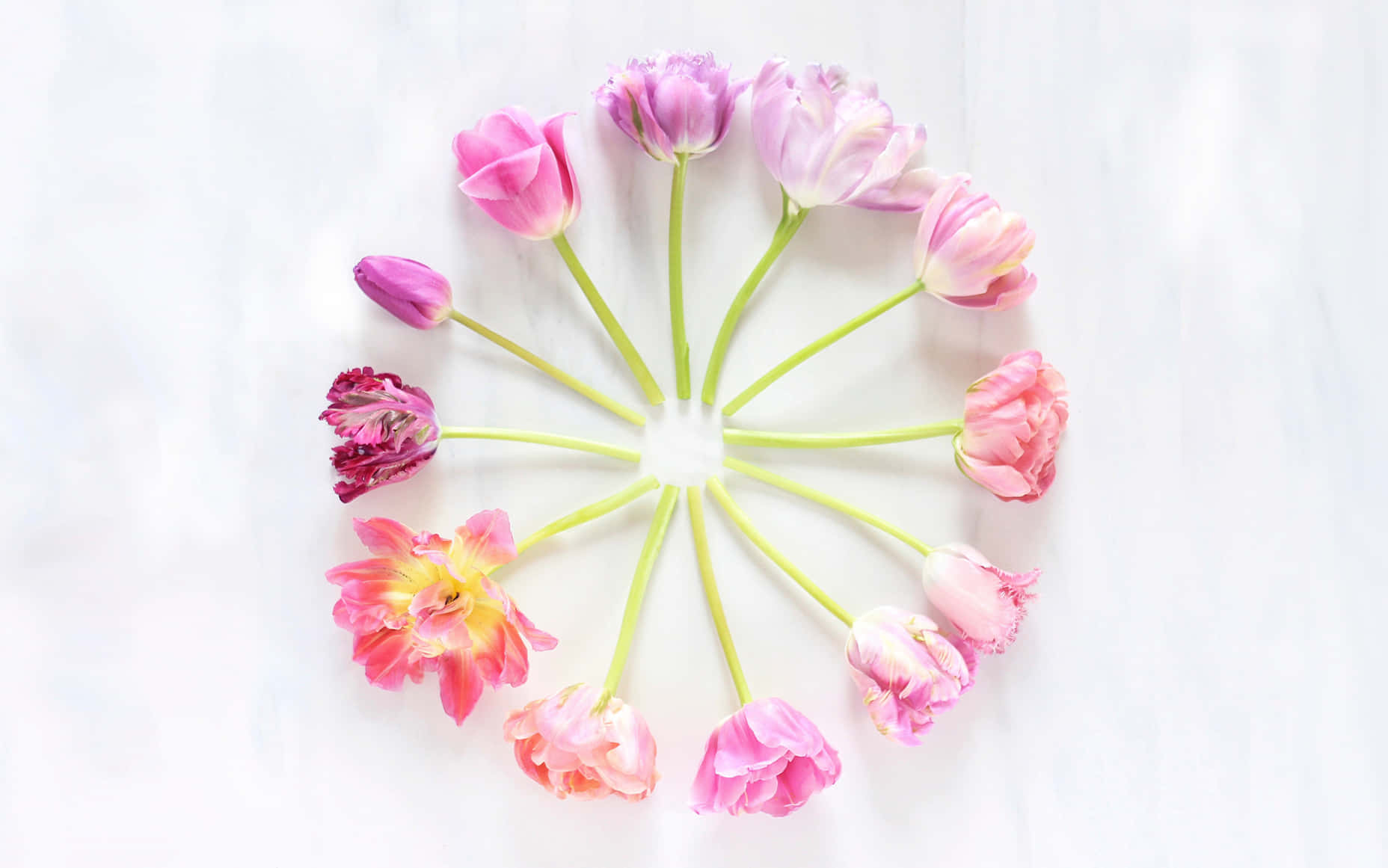 Circular Tulip Arrangement Top View Wallpaper