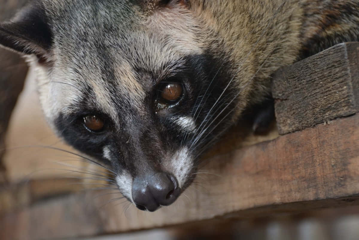 Civet Close Up Wallpaper