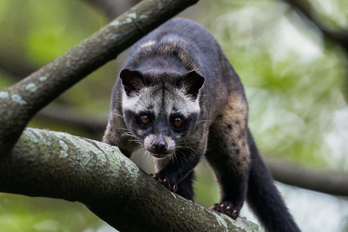 Civet_in_ Natural_ Habitat.jpg Wallpaper