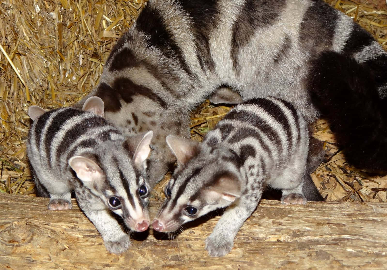 Civet Motherand Young Wallpaper