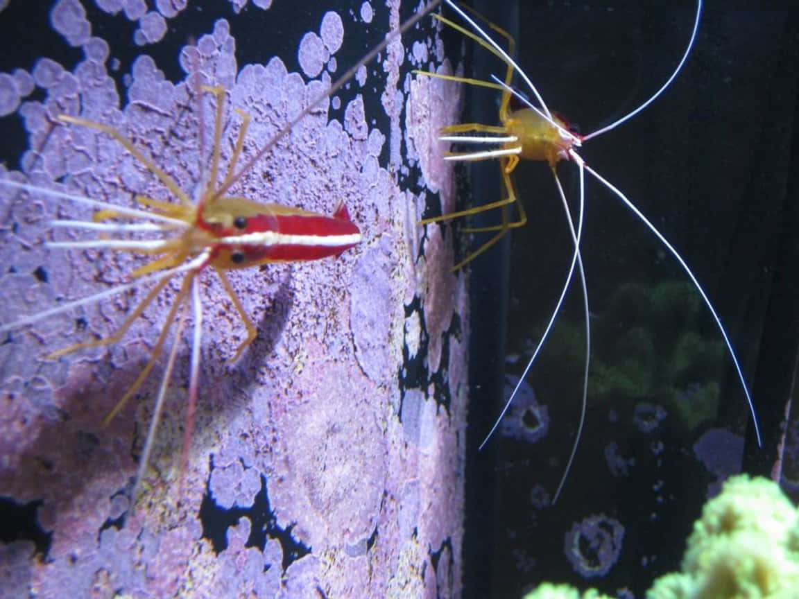 Cleaner_ Shrimp_ Aquarium_ Display.jpg Wallpaper