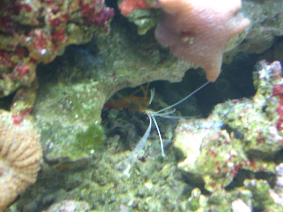 Cleaner_ Shrimp_in_ Aquatic_ Habitat.jpg Wallpaper