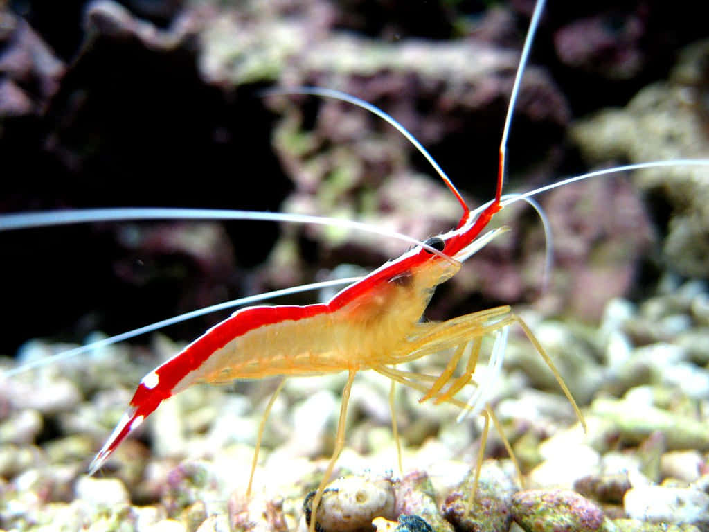 Cleaner_ Shrimp_in_ Natural_ Habitat.jpg Wallpaper