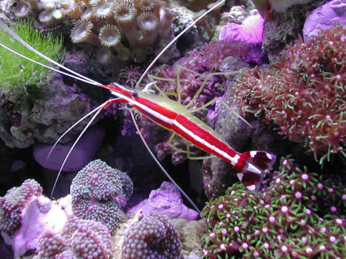 Cleaner_ Shrimp_in_ Reef_ Aquarium.jpg Wallpaper