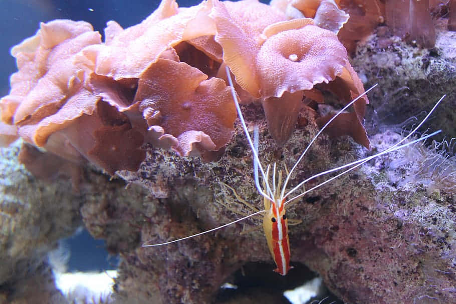 Cleaner_ Shrimp_on_ Coral_ Reef.jpg Wallpaper