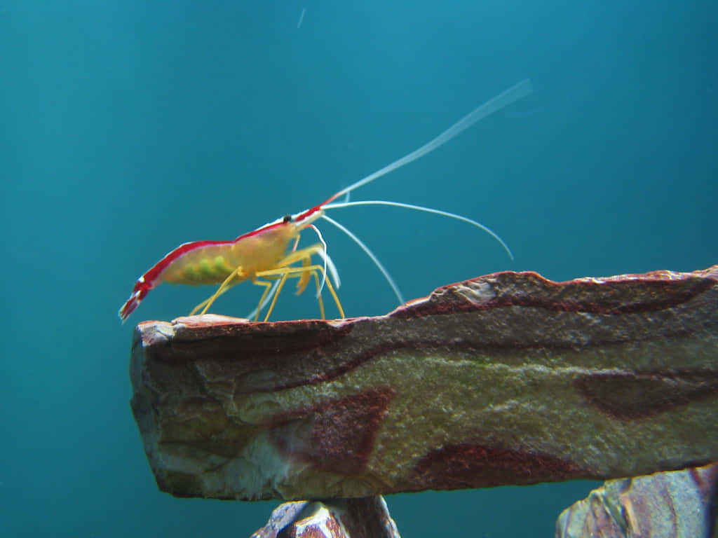 Cleaner_ Shrimp_on_ Rock_ Formation Wallpaper