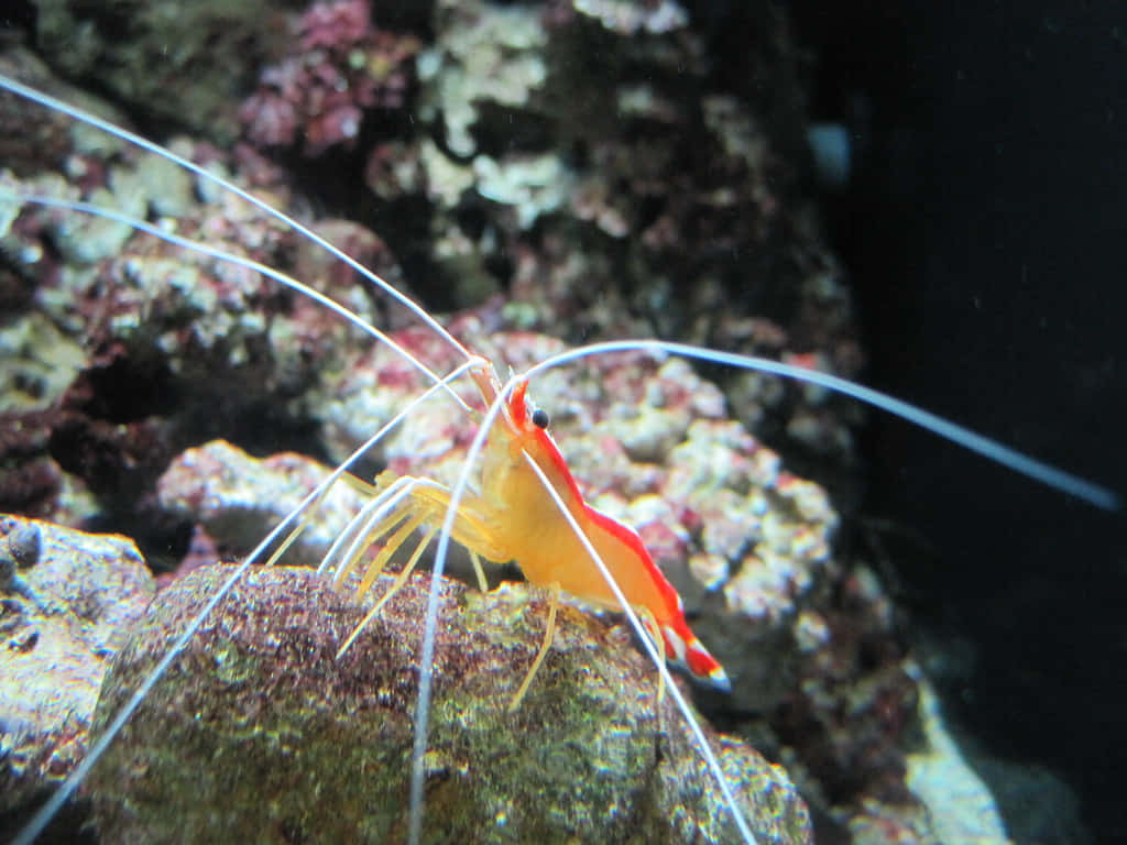 Cleaner_ Shrimp_on_ Rocky_ Surface.jpg Wallpaper