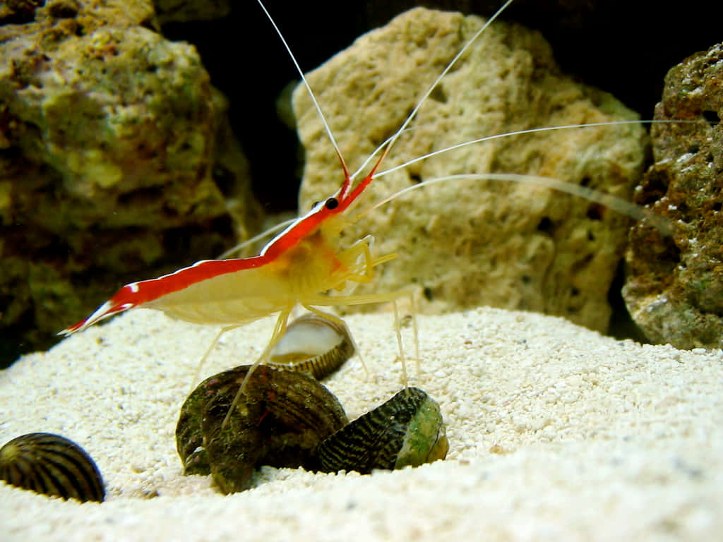 Cleaner_ Shrimp_on_ Sandy_ Bottom.jpg Wallpaper