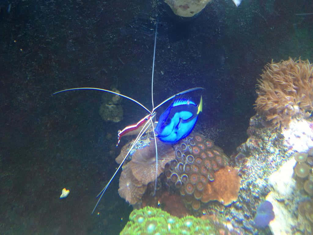 Cleaner_ Shrimp_ With_ Regal_ Blue_ Tang Wallpaper