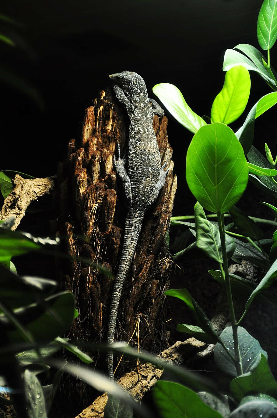 Climbing Blue Spotted Tree Monitor Lizard Wallpaper