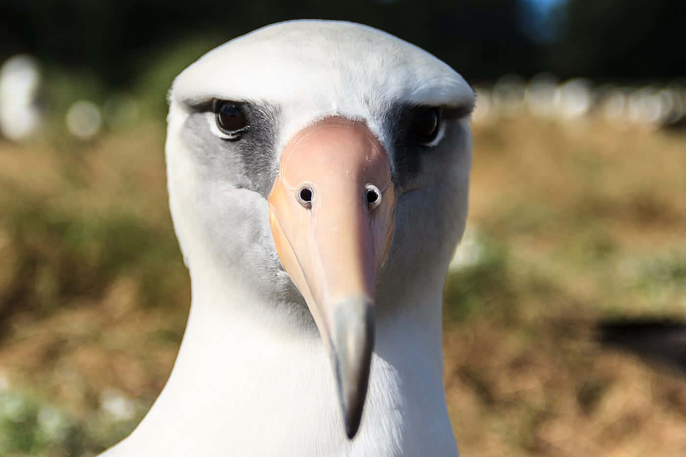 Close Up Albatross Portrait Wallpaper