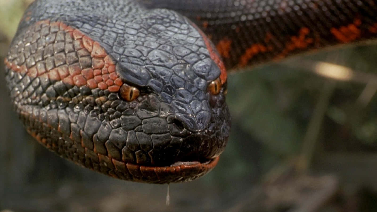 Close Up Anaconda Head Wallpaper