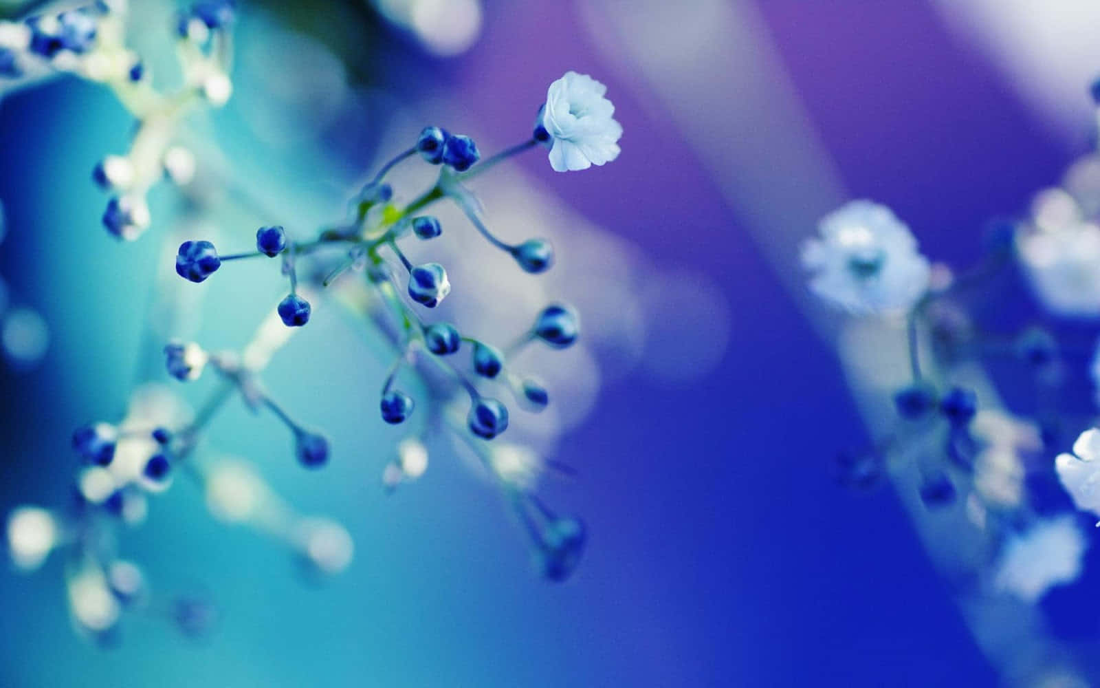 Close-up Baby's-breath Flowers White Petals Wallpaper