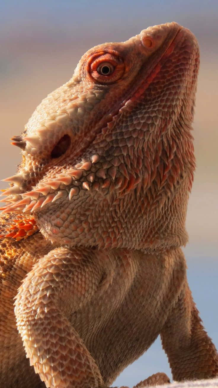 Close Up Bearded Dragon Portrait Wallpaper